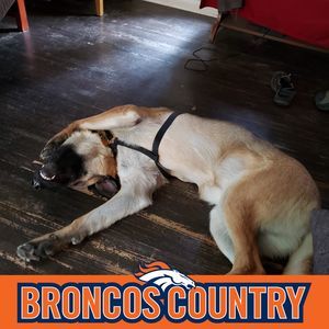 Meet your Posher, Brandy